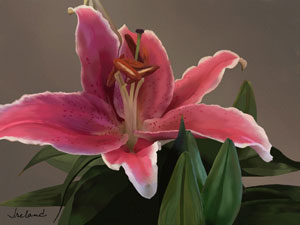 pink lily pastel